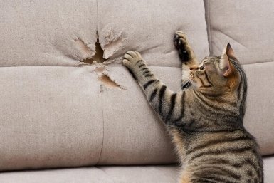 Стоп когтям: как отучить кота драть мебель за 1 день Создано при помощи ИИ