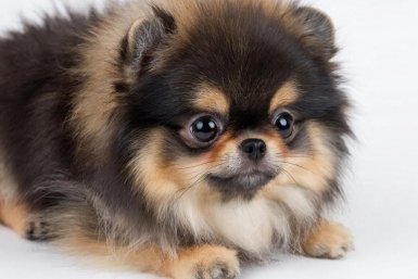 Маленькая собака, большие хлопоты: вся правда о &quotигрушечных&quot породах Создано при помощи ИИ