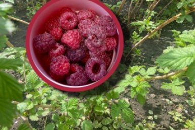 1 стакан на 10 л - кусты покрыты одеялом из малины: с одного 2,5 кг ягод ИА ChitaMedia