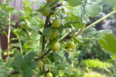 Три ложки в ведро - получаю не 4, а 8 кг крупного крыжовника: метод финского садовода ИА KrasnodarMedia