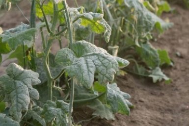 Тематическое фото Создано при помощи ИИ.