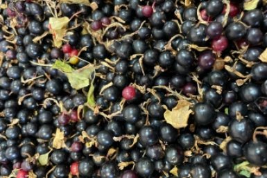 Смородине весной - не только обрезка: настаиваю 5 дней и лью - ягод как песка на пляже ИА ChitaMedia