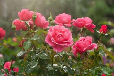 Тематическое фото Создано при помощи ИИ.