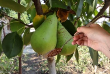 Груша зацветет как никогда: 100 г на 10 л воды - секрет пышного цветения и завязей без пустоцветов ИА KrasnodarMedia