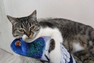 25+ благородных имен для вашего кота - не шаблонные Мурзики и Барсики ИА Stavropol.Media