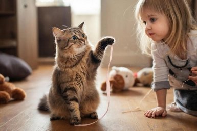 Собаки больше не лидеры? Названы породы кошек, чья преданность в 4 раза выше - даже ученые в недоумении Создано при помощи ИИ