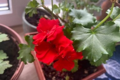 1/2 стакана под корень - герань как Мисс Мира: бутоны даже на молодых черенках ИА SevastopolMedia