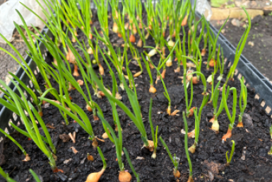 Перед посадкой лука - обязательно: 100 г на 10 литров - не уйдёт в стрелку ИА KrasnodarMedia