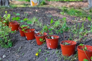 Тематическое фото Илья Аверьянов, ИА Primamedia