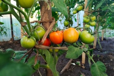 Тематическое фото Автора