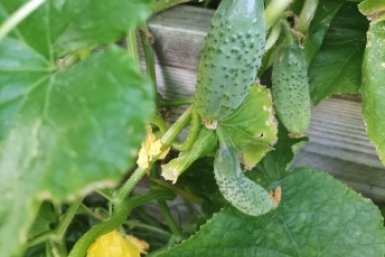 Тематическое фото Фото автора