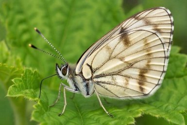 Пяденица сгенерировано при помощи ИИ