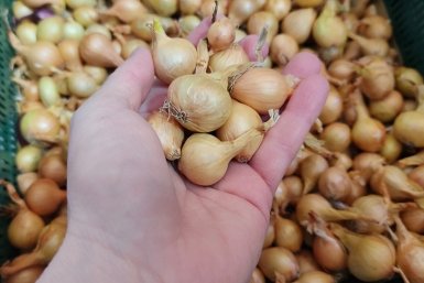 Севок Автора