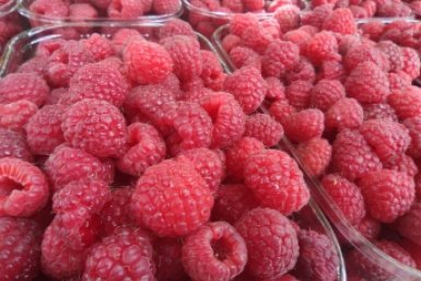 Малиновый рай начинается весной: 30 г на кв. метр - ягоды будут размером с пятирублевую монету ИА KrasnodarMedia