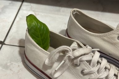 Кладу 1 кусок в обувь перед сном - к утру даже старые кроссовки пахнут как новые: работает и на дешевых моделях ИА KrasnodarMedia