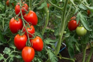 Помидоры такие сладкие, что пальчики оближешь: 3 старых дачных приема без химии и навоза