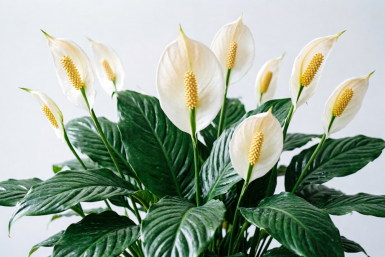 1 г на 1 литр — и спатифиллум рванет гигантскими цветами и мощными листьями: живительный эликсир для "женского счастья"