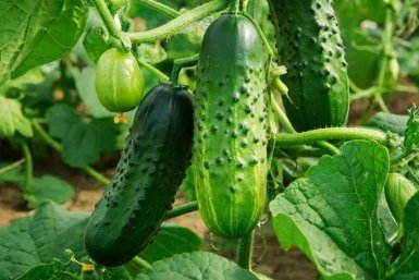 Огурцы пожелтели за неделю: как "правильные" подкормки убивают урожай еще до завязей