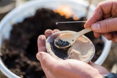 Профессионалы скрывают 2 гениальных метода посева: вот почему их семена всходят ровными рядками, а ваши — “плешью”