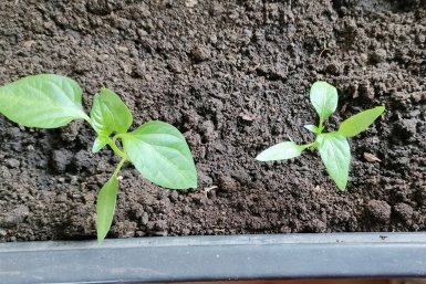 Перцы Автора