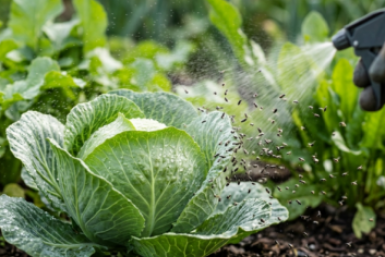 "Адская смесь" для блошек: 5 минут работы — и вредителей на капусте "как ветром сдуло"