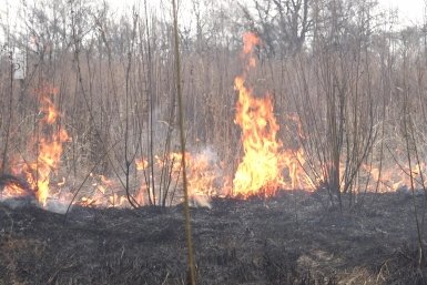 Более недели полыхает крупный лесной пожар на территории Бирского лесничества ЕАО