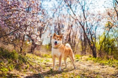 Получить подарки судьбы смогут многие Знаки Зодиаки: гороскоп на неделю с 20 по 26 апреля