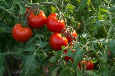 Крупнее яблока и слаще меда: за этими 3 сортами томатов дачники выстраиваются в очередь с февраля