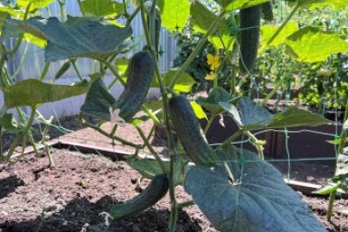 Сделала тёплую грядку с навозом — и урожай удвоился: огурцы не горчат, не желтеют и плодоносят до осени