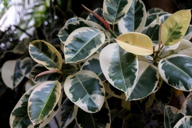 2,5 г в воду – и "лысый" фикус Бенджамина станет пышным, как куст сирени: деревце дуреет от этой подкормки