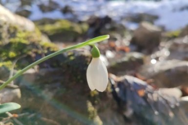 Не крокус, а убийца: какой красивый цветок нельзя трогать ни в коем случае