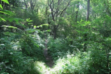 Дендрологический парк в ЕАО Сайт  &quotЗаповедная Россия&quot