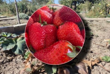 Рассыпаю порошок в апреле - клубники в 3 раза больше, вредителей нет до осени