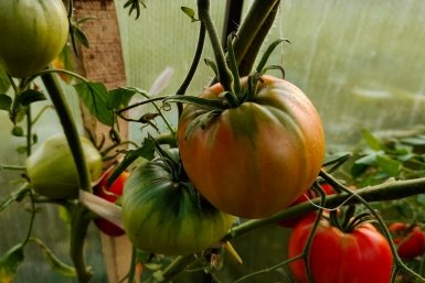 Эти томаты дадут роскошный урожай: 17 популярных сортов — и в салаты, и в заготовки на зиму