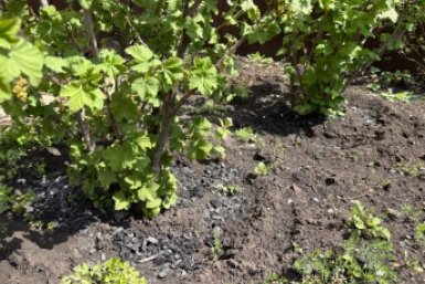 Смородине в апреле - срочно: 1 ст. ложка в воду - в сладких ягодах 7/7 кустов