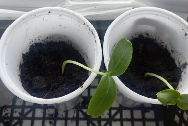 1 г в тёплую воду — и рассада огурцов не хиреет, а растёт как на дрожжах