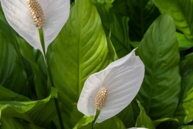 Если спатифиллум не цветет – обязательно: полтаблетки на 1 литр – и листья перестают желтеть, а бутоны выскакивают как грибы после дождя