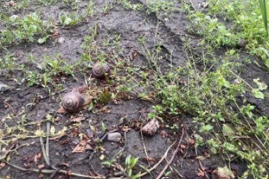 Сыплю на грядки весной - слизни резво уползают: лето без дырявых листьев
