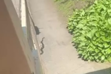 Скриншот видео Телеграм-канал &quotННовый Владивосток&quot (18+)