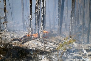 Труднодоступный лесной пожар потушили в заповеднике "Бастак" ЕАО