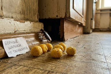 Тараканы несут яд в гнездо сами: всего 3 шарика — и усатые соседи пропадают один за другим, никаких спреев и химии