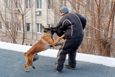Более 52 тысяч нападений животных на россиян зафиксировали за первые два месяца 2026 года