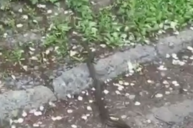 Скриншот видео Телеграм-канал (16+) &quotVLNews25 l Новости Владивостока и Приморья&quot