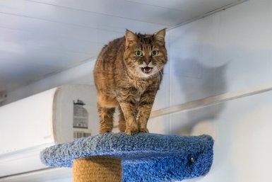 центр УМКА, защитники животных, кот, кошка Евгений  Кулешов, ИА PrimaMedia