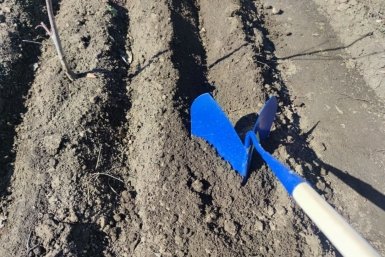 Горстями сею эту крупу в сентябре — и к весне земля как перина, проволочника след простыл
