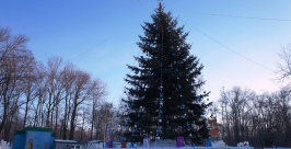 Ель в парке культуры Юрий Скачков