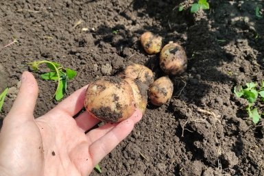 "Гала" не в топе: нынче лучший другой сорт - по 1 ведру картофеля с каждого куста