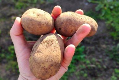 "Гала" рядом не лежала: какой сорт картофеля стал хитом сезона-2026 - лучший для пюре и супа