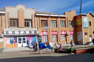 Лошади "откатали" весь теплый сезон в центре Биробиджана Фото предоставлено наркорром