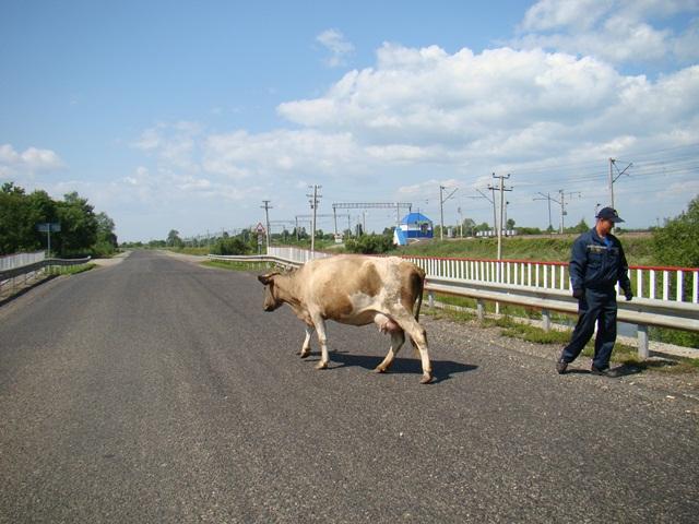 Гаечным ключом и внушением спасли корову сотрудники МЧС по ЕАО 
